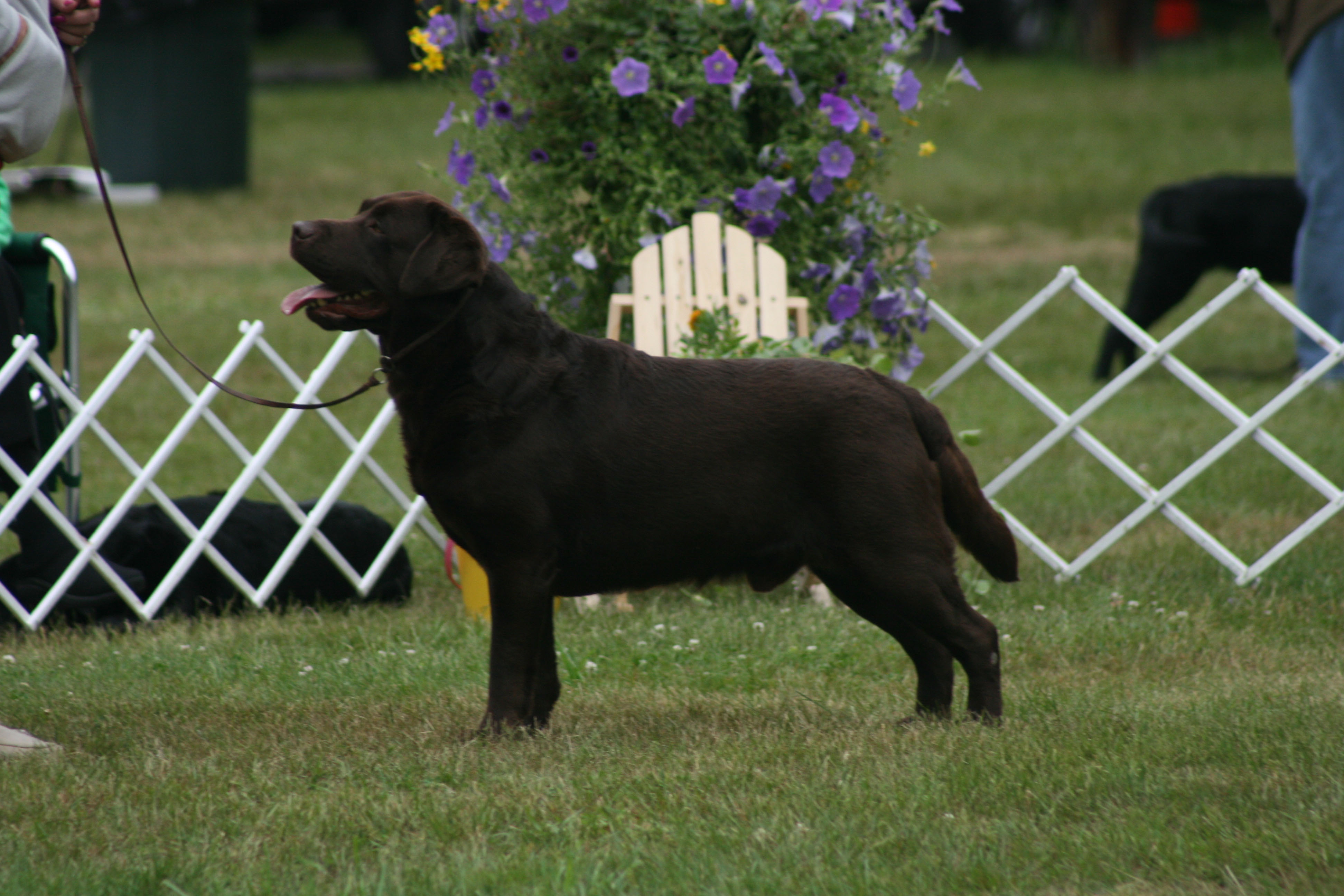 CH Erinhill’s Guinness Stout | Chocolate Labrador Retriver