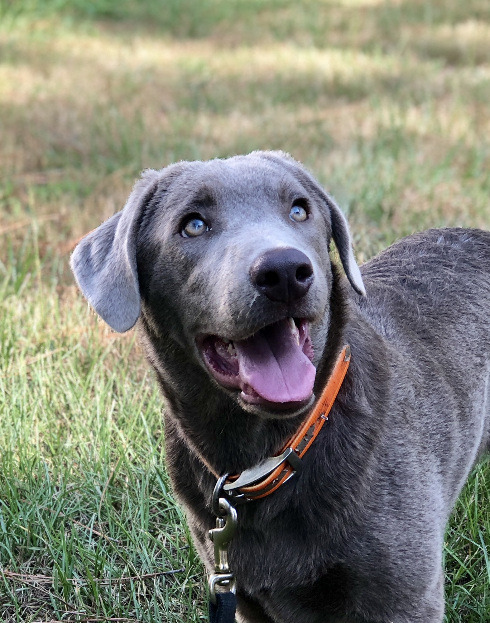 Cullen | Chocolate Labrador Retriver