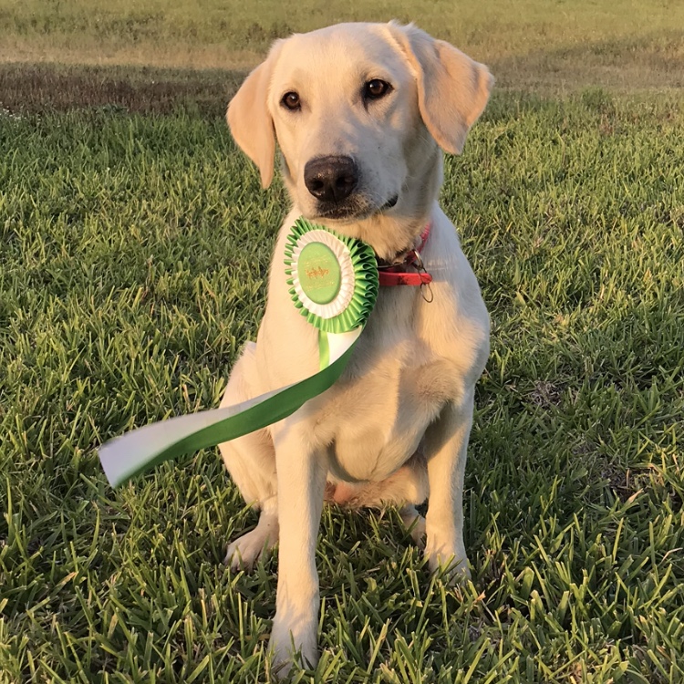 Bailey Snow Mixon JH | Yellow Labrador Retriver