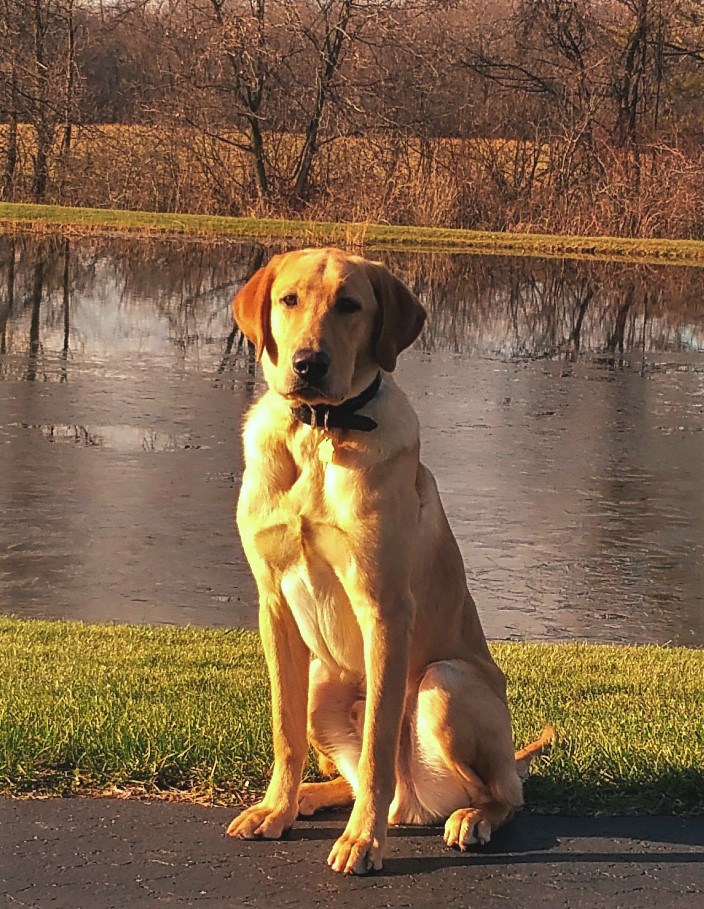 HRCH Magnolia's Rw Bodacious Boomer | Yellow Labrador Retriver