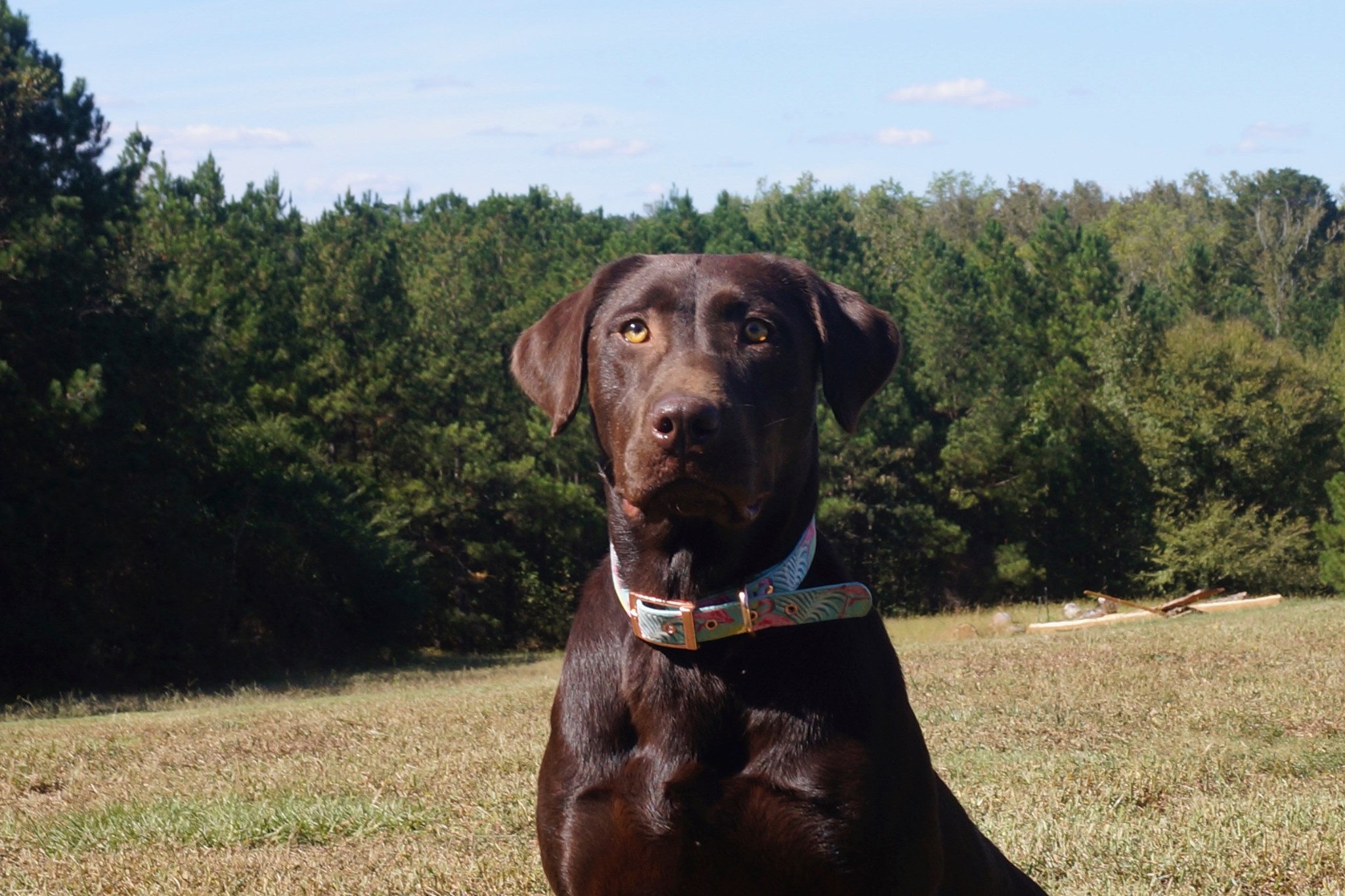 Rocky Mountains One Hot Chick JH | Chocolate Labrador Retriver