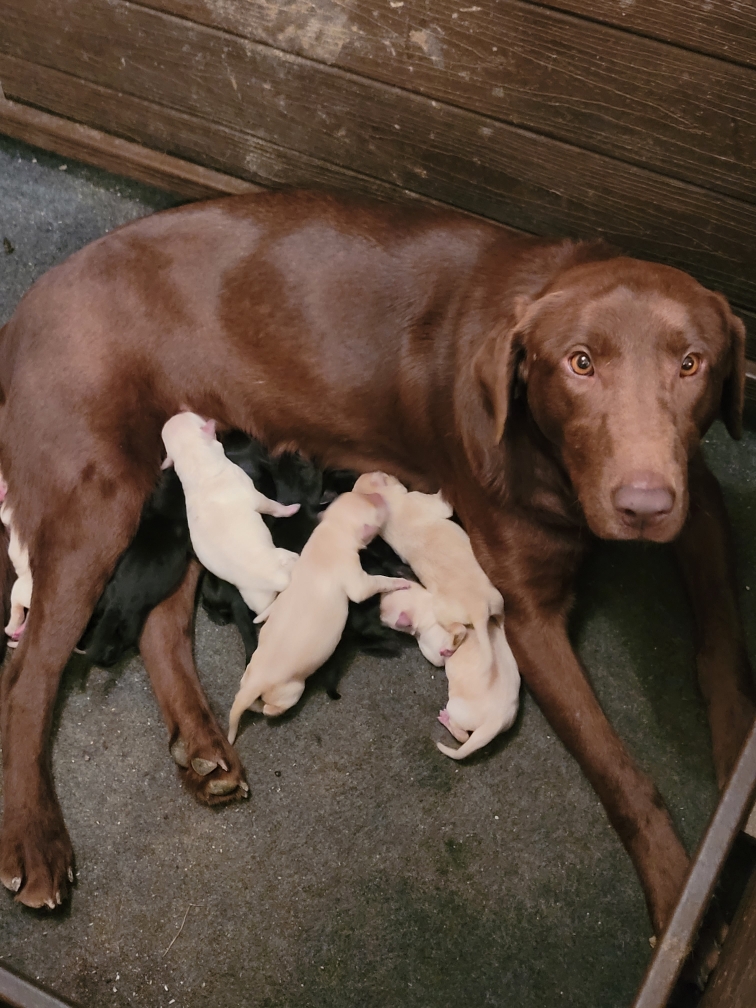 Rocky Mountains Blazing Beauty JH | Chocolate Labrador Retriver