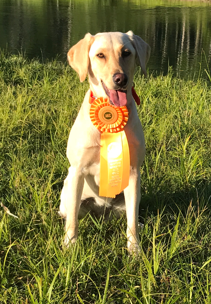 HRCH Swanee’s Minnesota Macy SH | Yellow Labrador Retriver