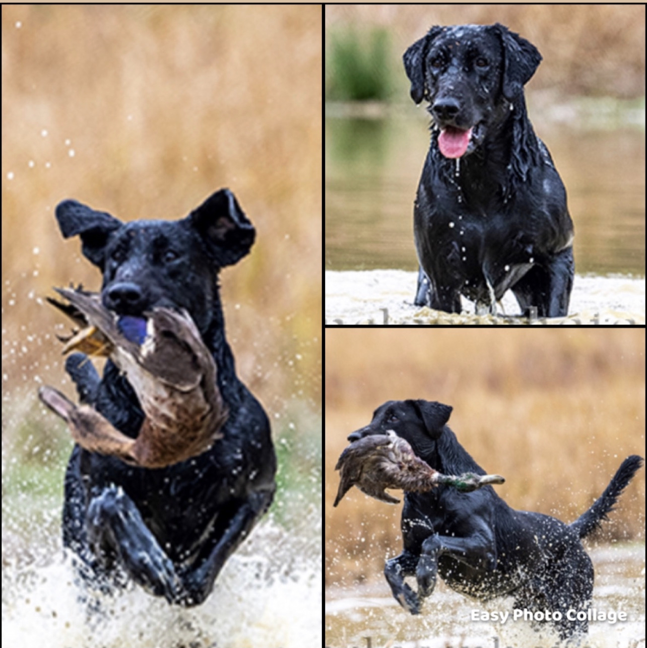 3xGRHRCH BUO’s Master Blaster MH | Black Labrador Retriver