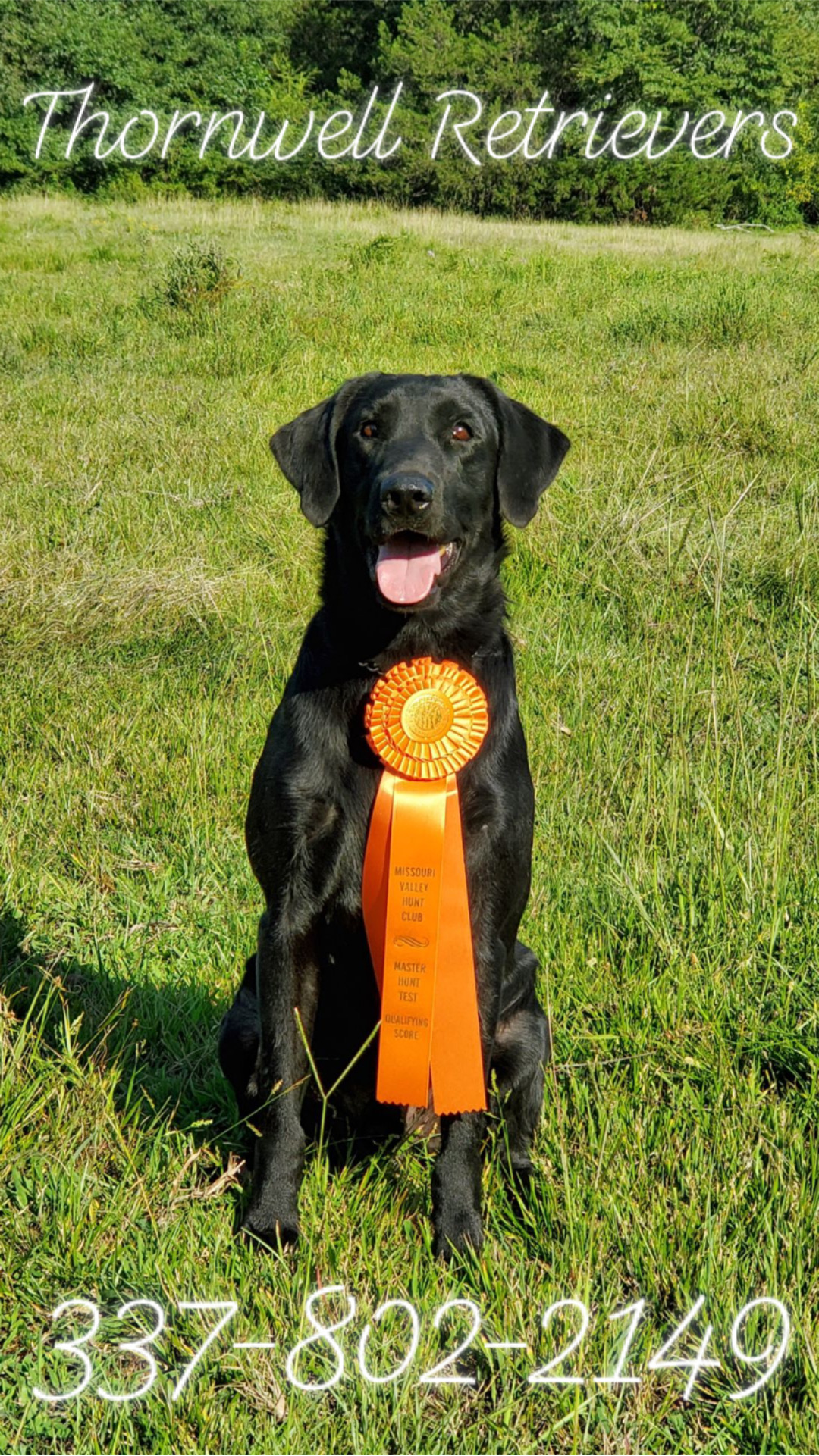 3xGRHRCH BUO’s Master Blaster MH | Black Labrador Retriver