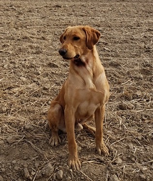 Wind River's I Pick U | Yellow Labrador Retriver