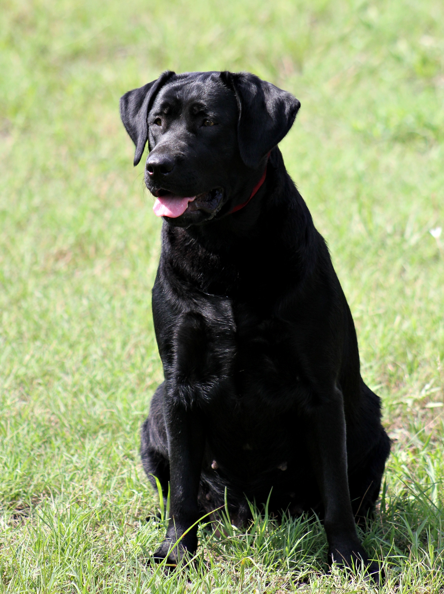 Sagecreek's Heart Of Gold | Black Labrador Retriver