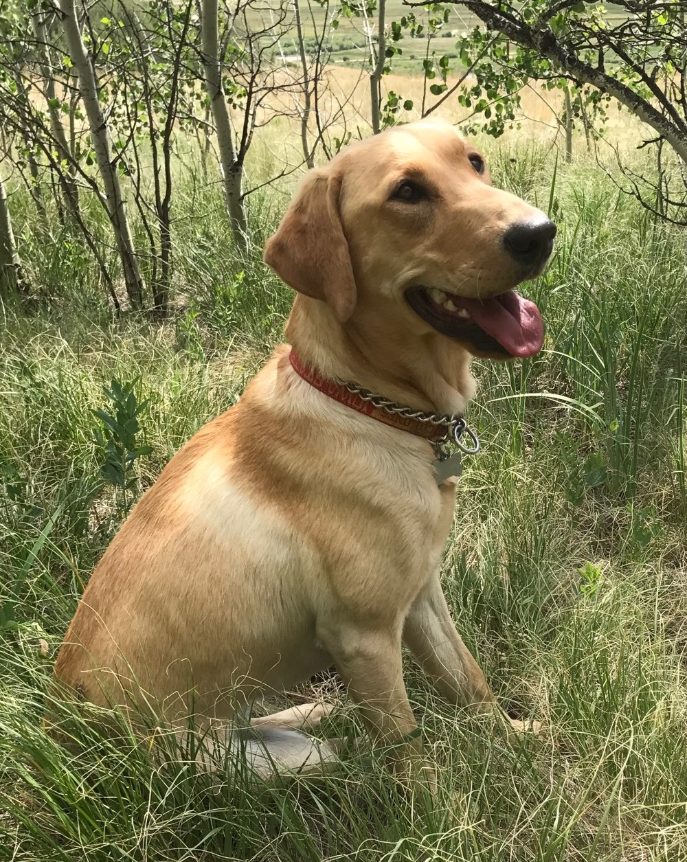 Arrowhead Malted Barley | Yellow Labrador Retriver