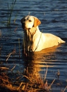 Ridge View Trinity's Selena | Yellow Labrador Retriver