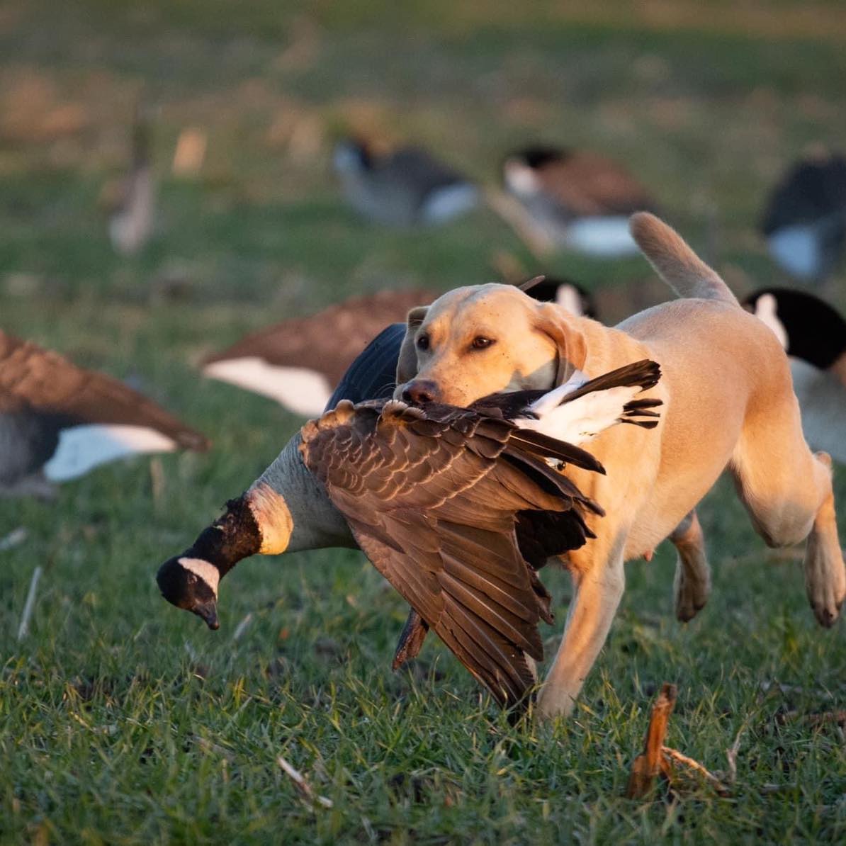 Cruise's Lil Southern Blair | Yellow Labrador Retriver