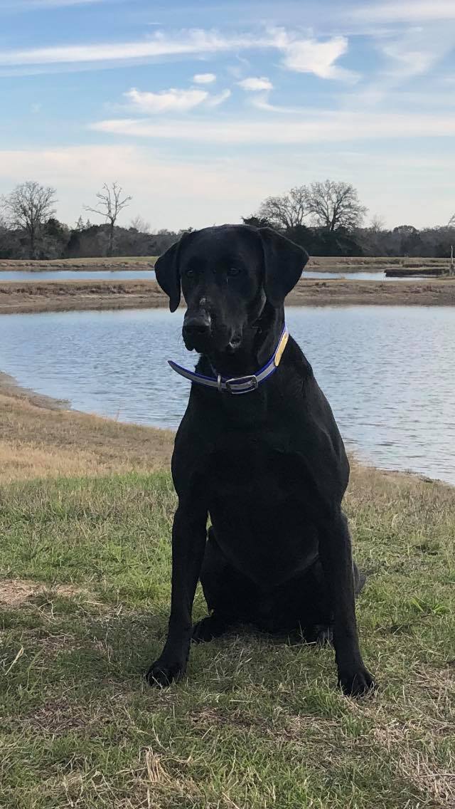 HRCH Marsh Dogs Mad Max | Black Labrador Retriver