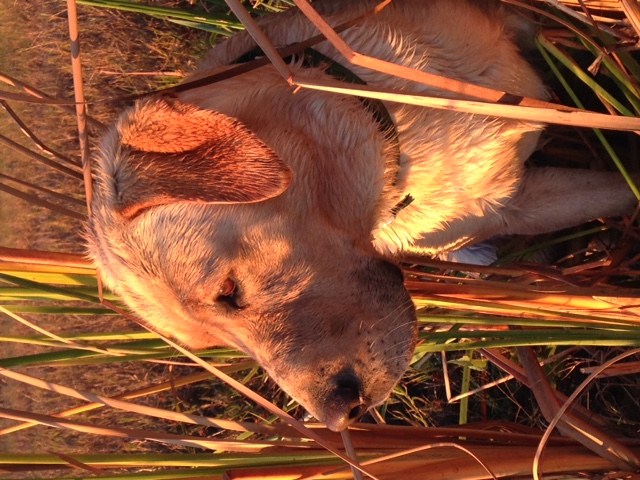 Muddy River Tug | Yellow Labrador Retriver