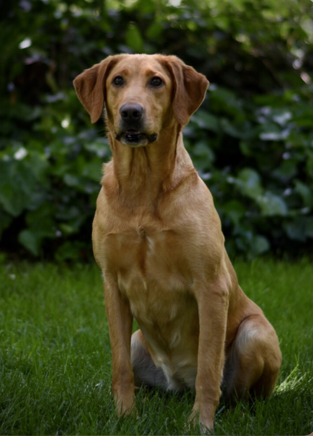 Working’s Gone Cruising QA2 MH | Yellow Labrador Retriver