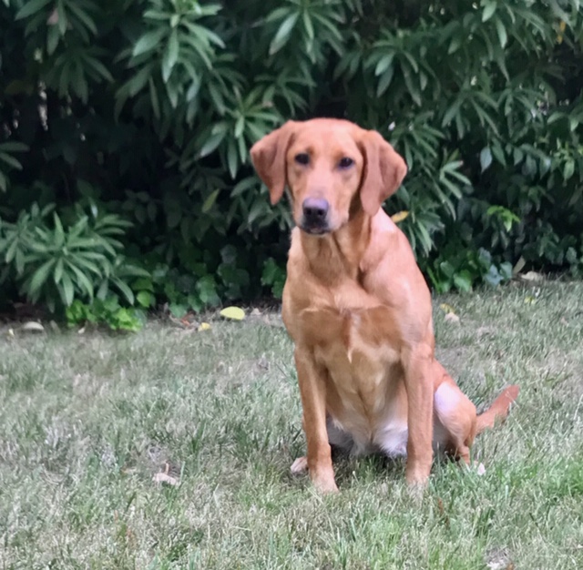 Working’s Gone Cruising QA2 MH | Yellow Labrador Retriver