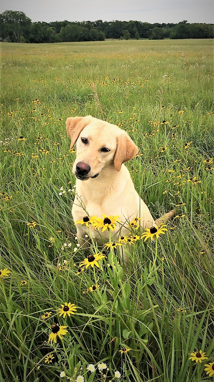 HR Vice Admiral Belle Warden Of Tuttle Creek SH | Yellow Labrador Retriver