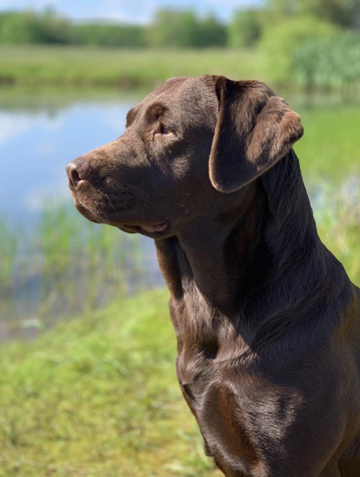 CH Tara Of Chilbrook TD TDU CGC | Chocolate Labrador Retriver