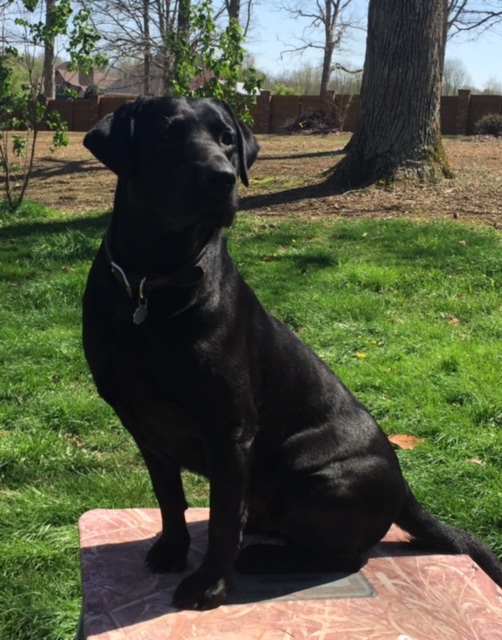 HR Fini's Monster Mag Monroe | Black Labrador Retriver