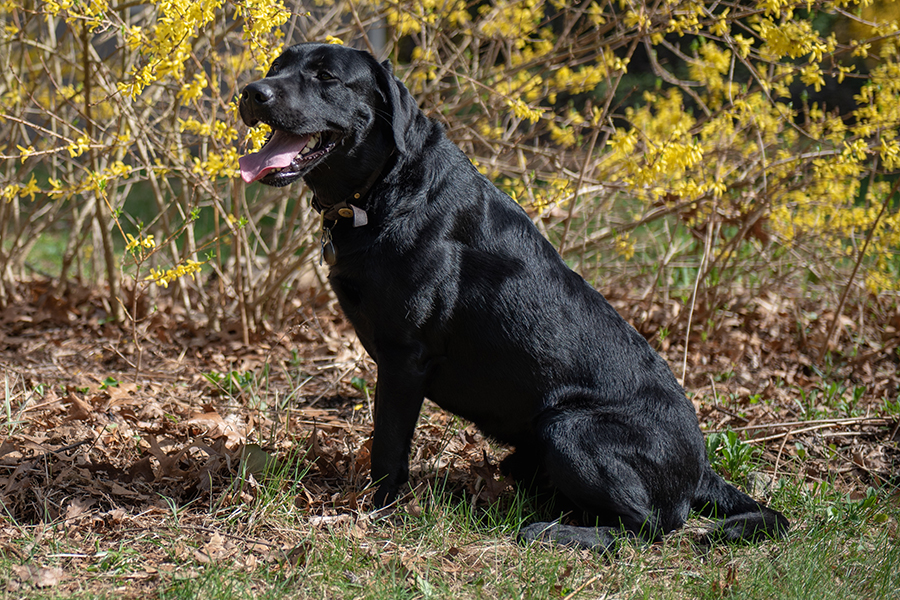 CH Chilbrook Bold Ruler CGC | Black Labrador Retriver