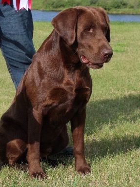 NMH GMH Prairiestorm Get'em Gator WCX MH | Chocolate Labrador Retriver