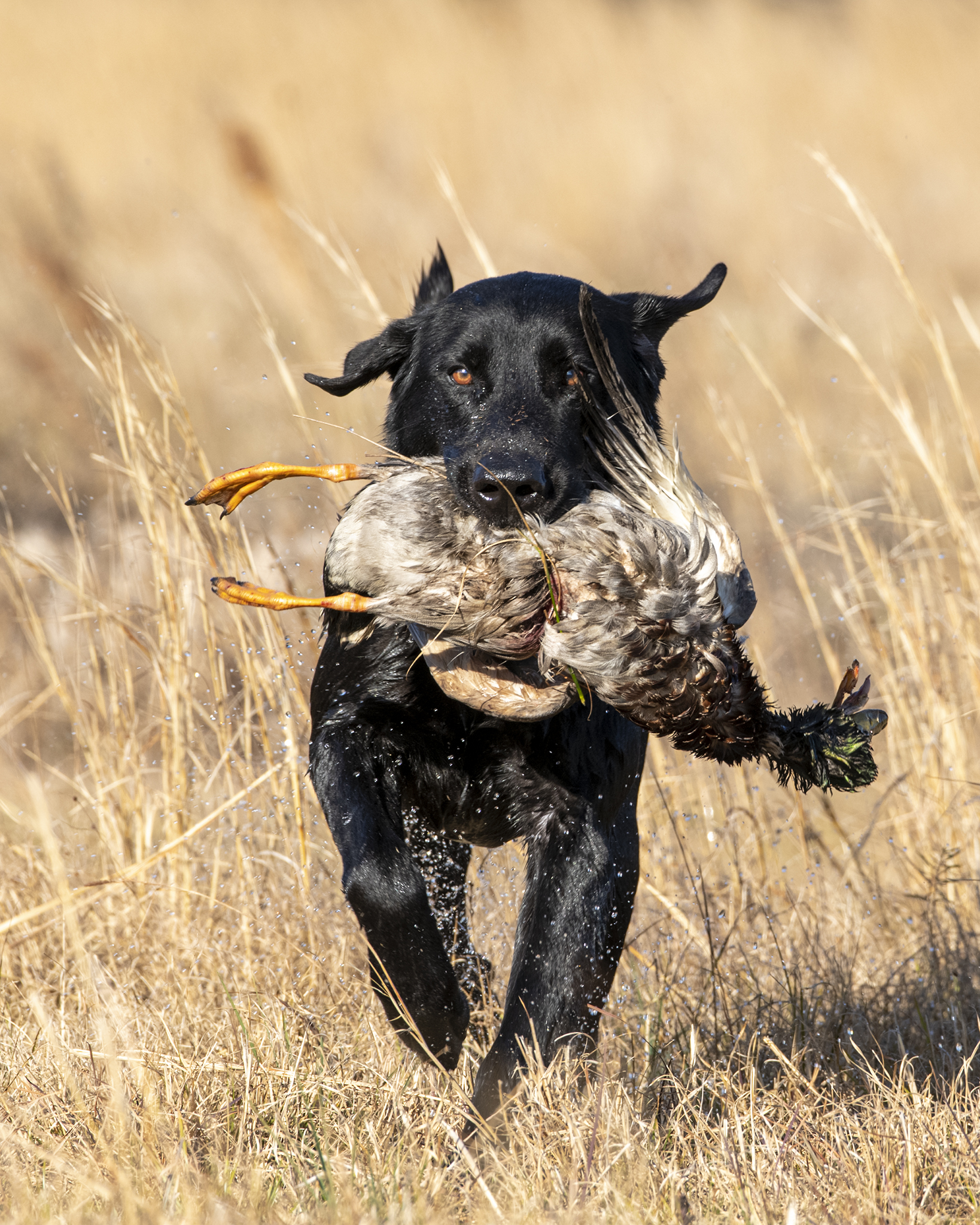 HRCH Windycity's In The Midnight Hour MH | Black Labrador Retriver