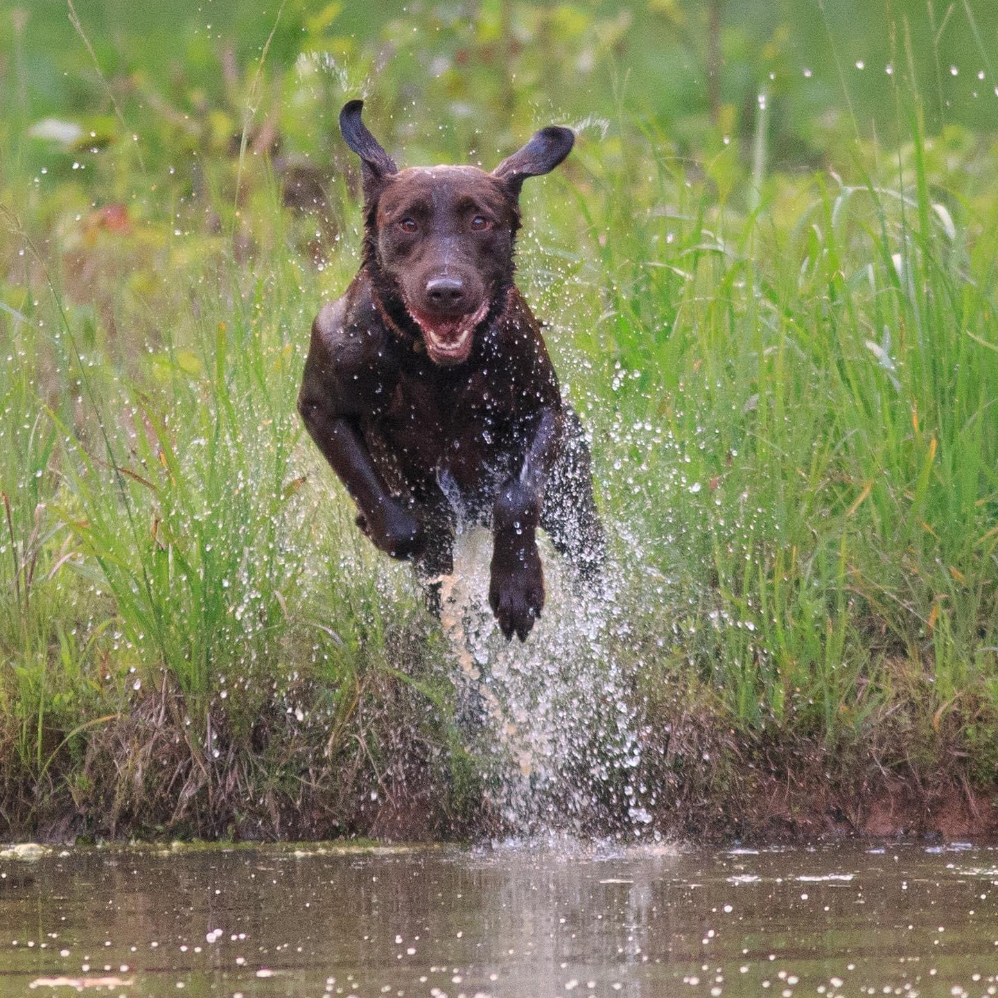 Oklahoma Choctaw Bingo MH | Chocolate Labrador Retriver