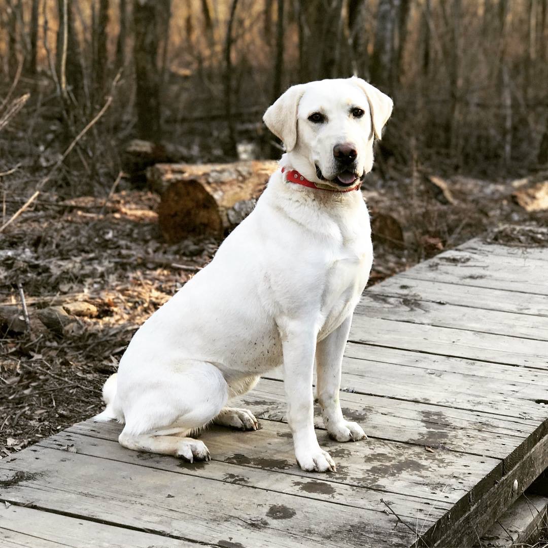 Maizy’s Midnight Dream | Yellow Labrador Retriver