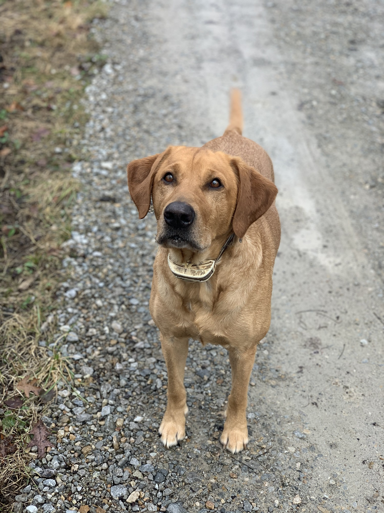 SHR Utecht's Kodiak | Yellow Labrador Retriver