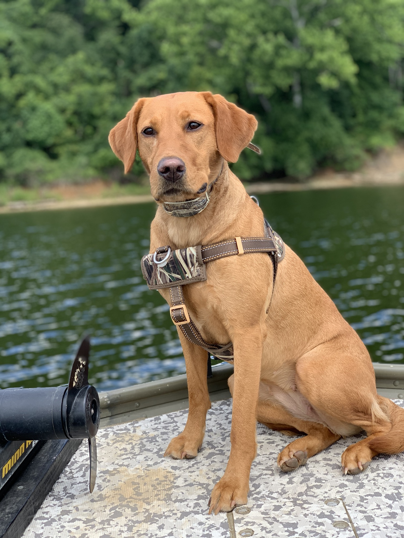 Mckinley's Blazing Spitfire | Yellow Labrador Retriver