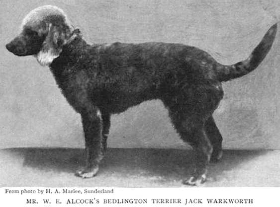 Jack Warkworth | Bedlington Terrier 