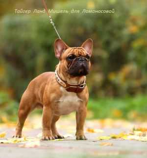 Taiger Land Mishel Diya Lomonosovoy | French Bulldog 