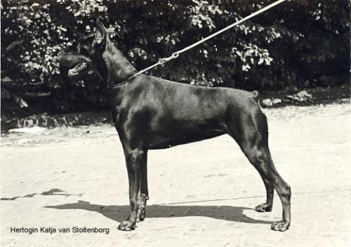 Hertogin Katja v. Stoltenborg (NHSB 574764) | Black Doberman Pinscher