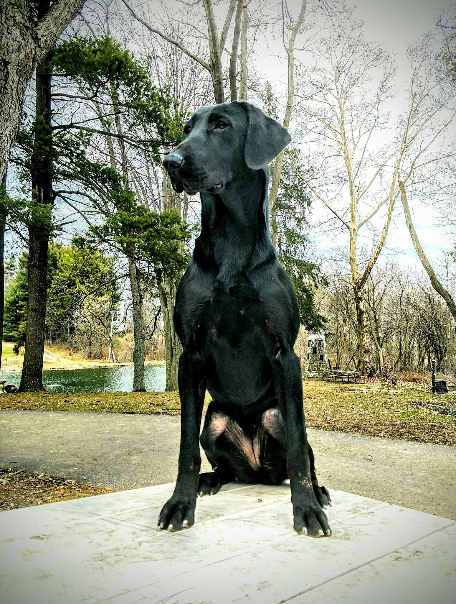 Gale Force Dutchess Of Ducks | Black Labrador Retriver