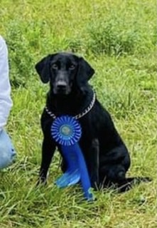 Slackwaters Southern Belle QAA | Black Labrador Retriver