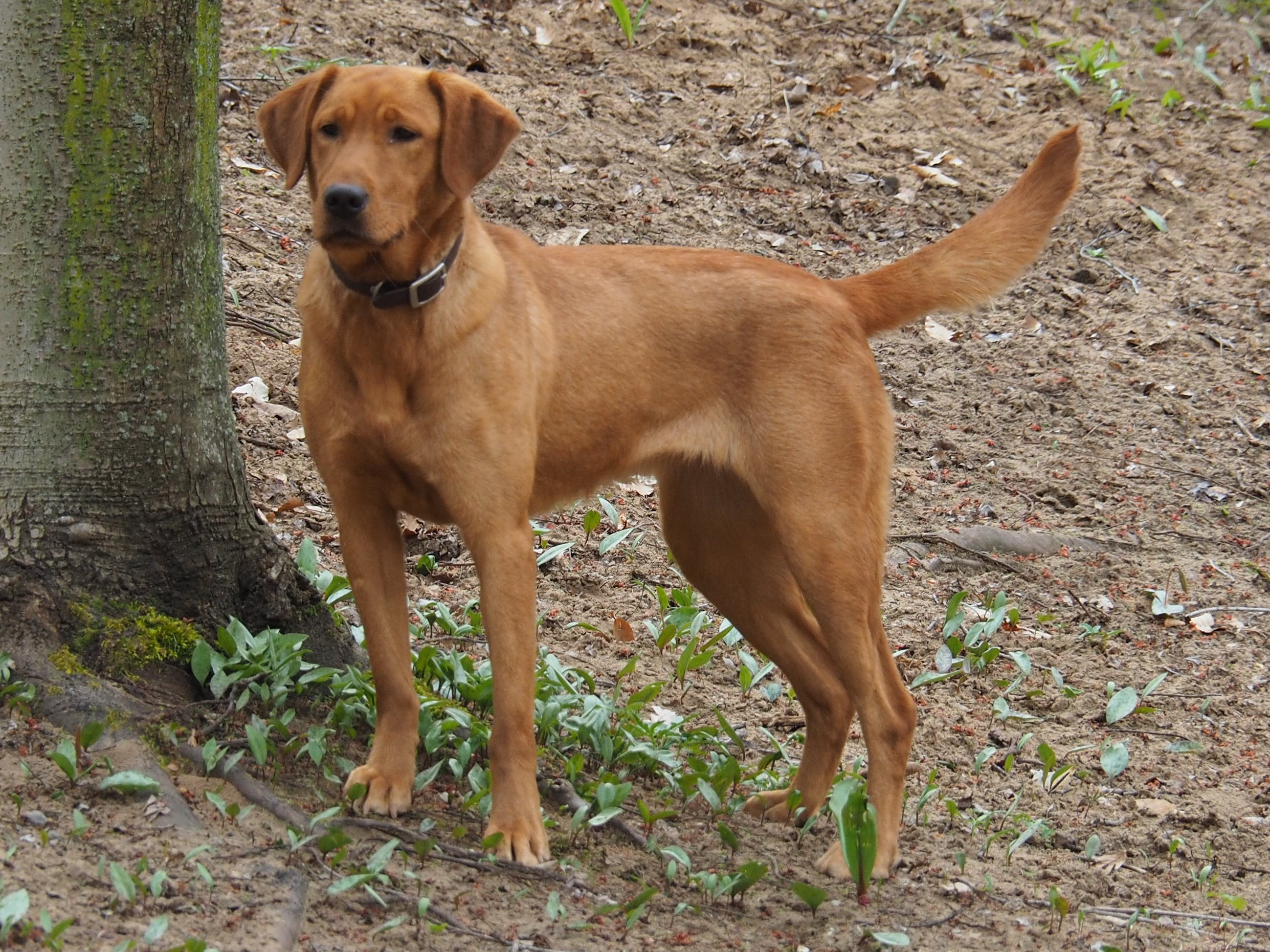 Riverswild Retrievers Scootin Smasher "tarra" | Yellow Labrador Retriver