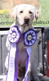 4xGMPR  Mays Montana Kid | Yellow Labrador Retriver