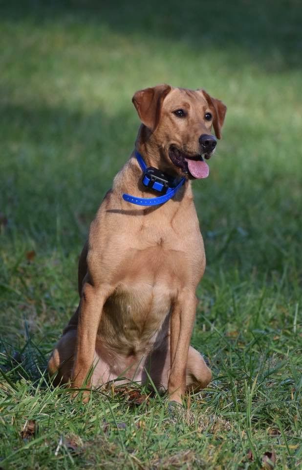 Poe’s Lucy Lou JH SH | Yellow Labrador Retriver