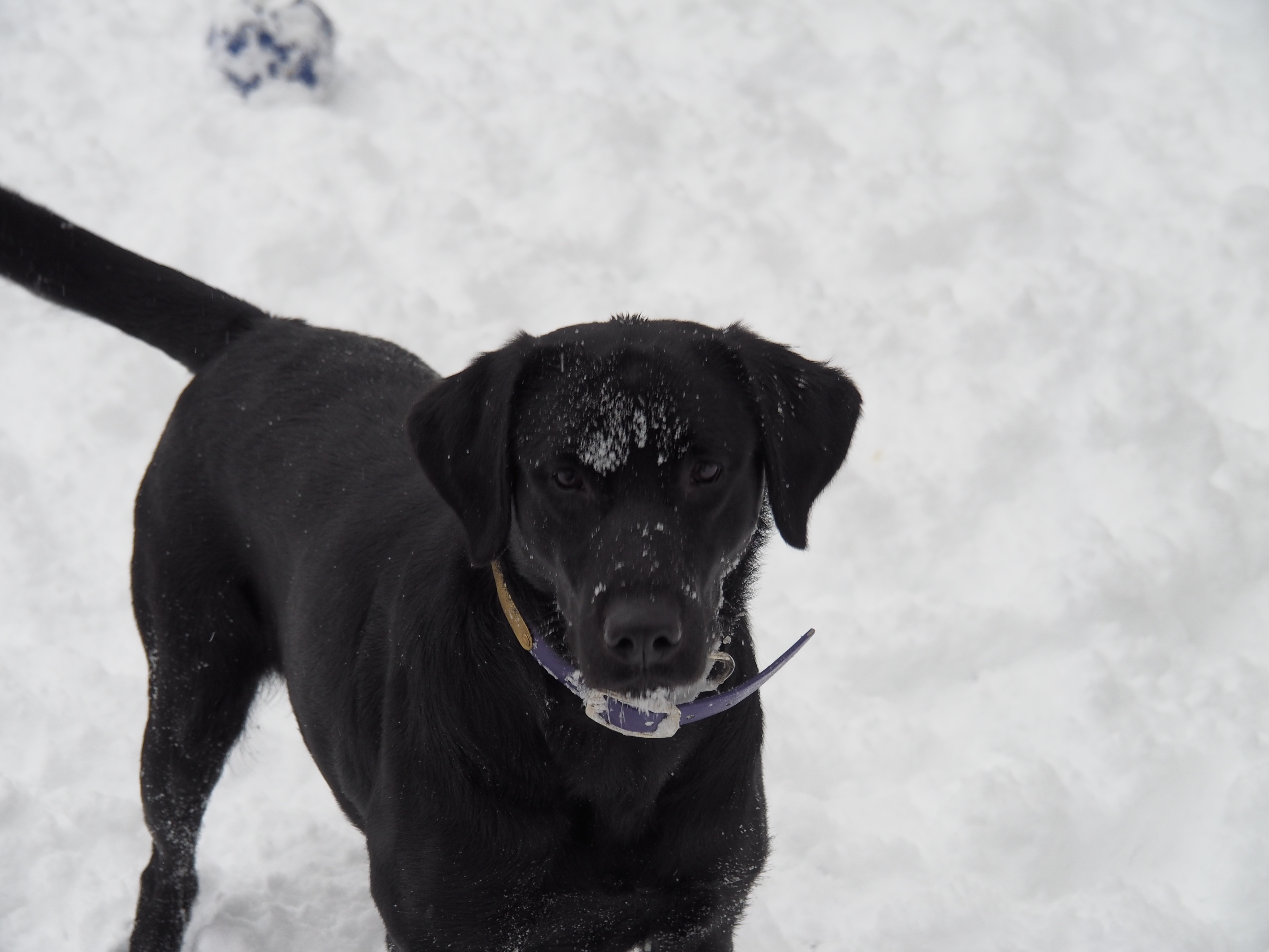 RiversWild Retrievers Cro-foot "HATTIE" | Black Labrador Retriver