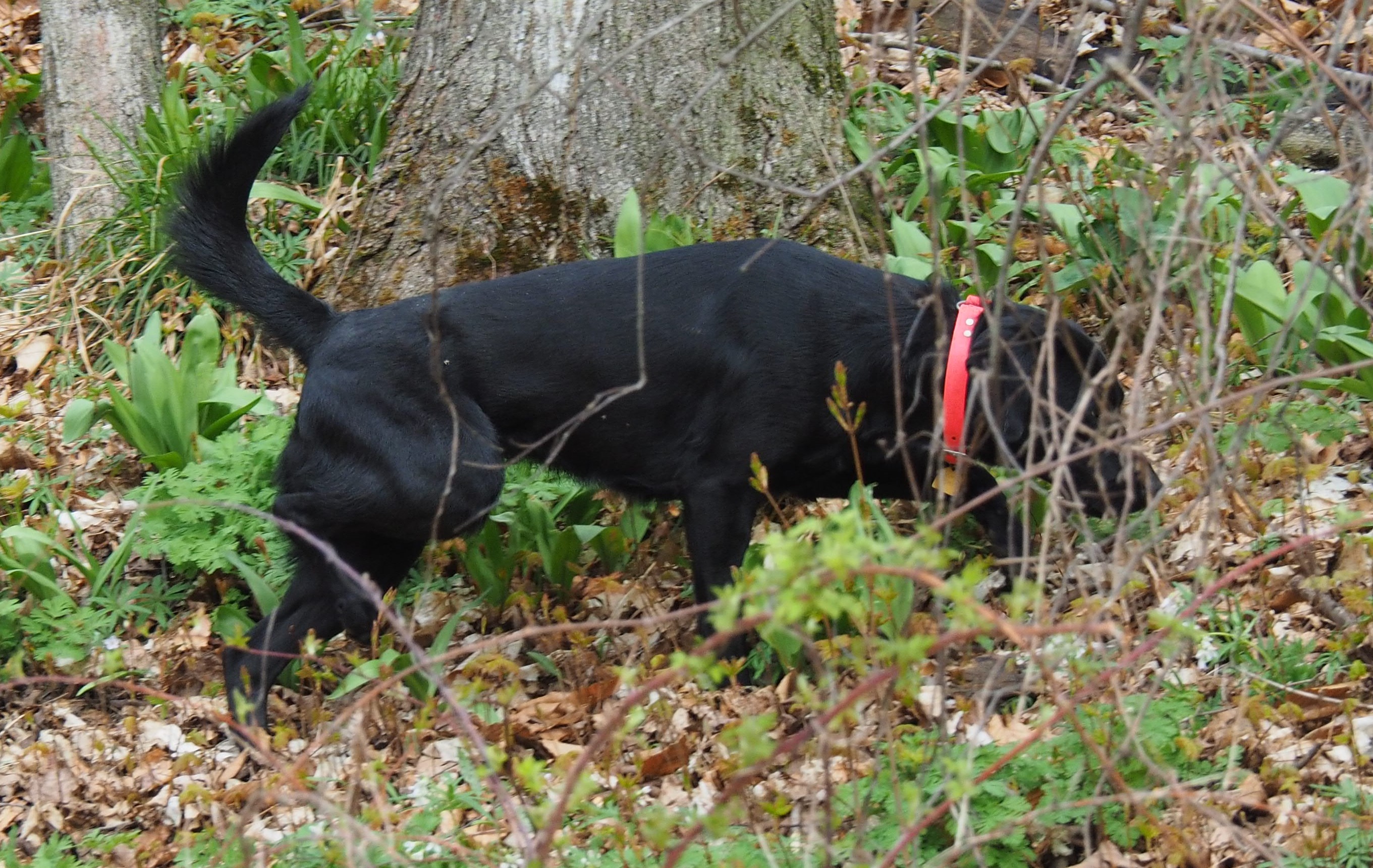 RiversWild Retrievers Cro-foot "HATTIE" | Black Labrador Retriver