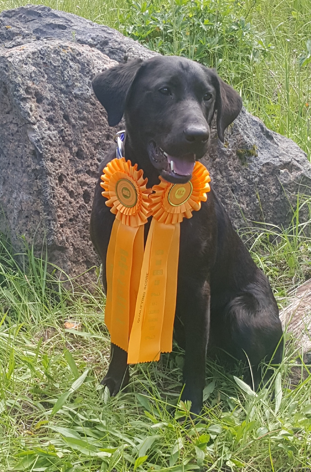 Cooper’s Cherry Hills Traveling Man SH | Black Labrador Retriver