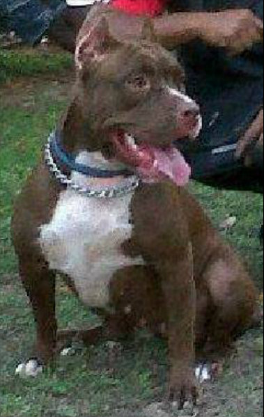 K.C.K. Red Stripe | American Pit Bull Terrier 