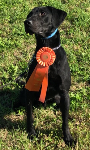 Tanks Cherry Hills Maine Suprise SH | Black Labrador Retriver