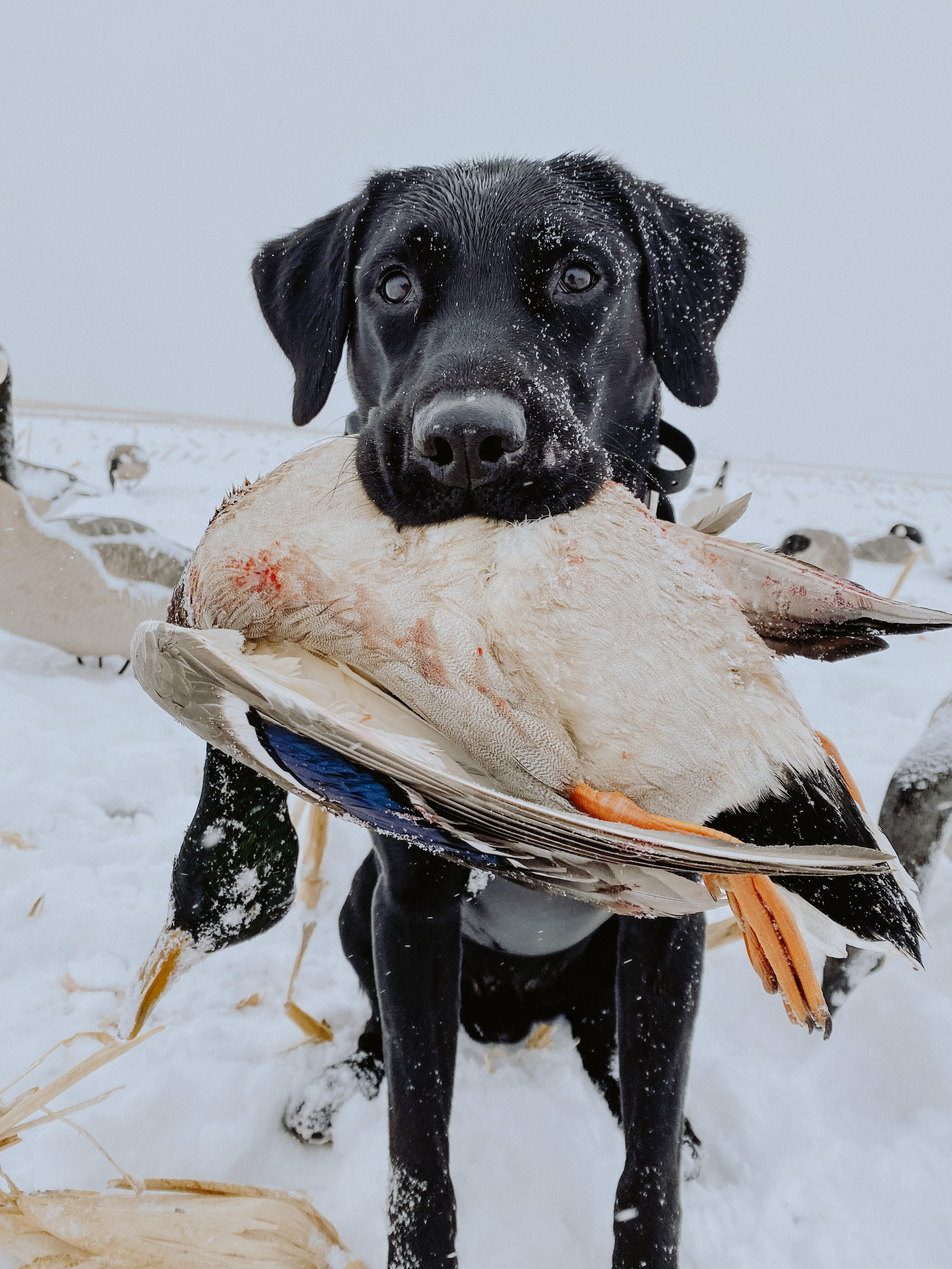 HRCH SJ's Sharp Shootin Southern Gentleman CGC DM RN | Black Labrador Retriver