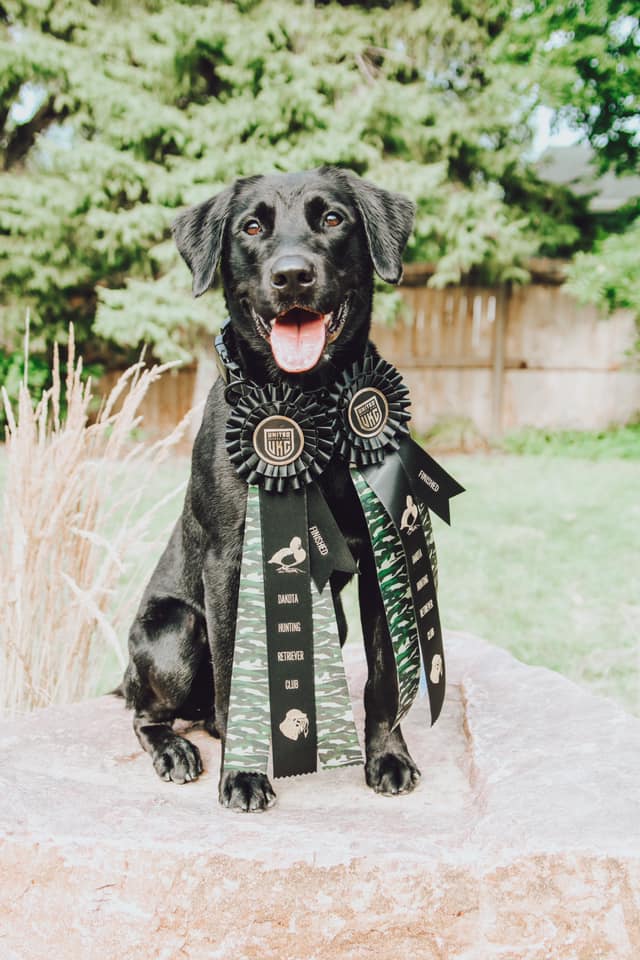 HRCH SJ's Sharp Shootin Southern Gentleman CGC DM RN | Black Labrador Retriver