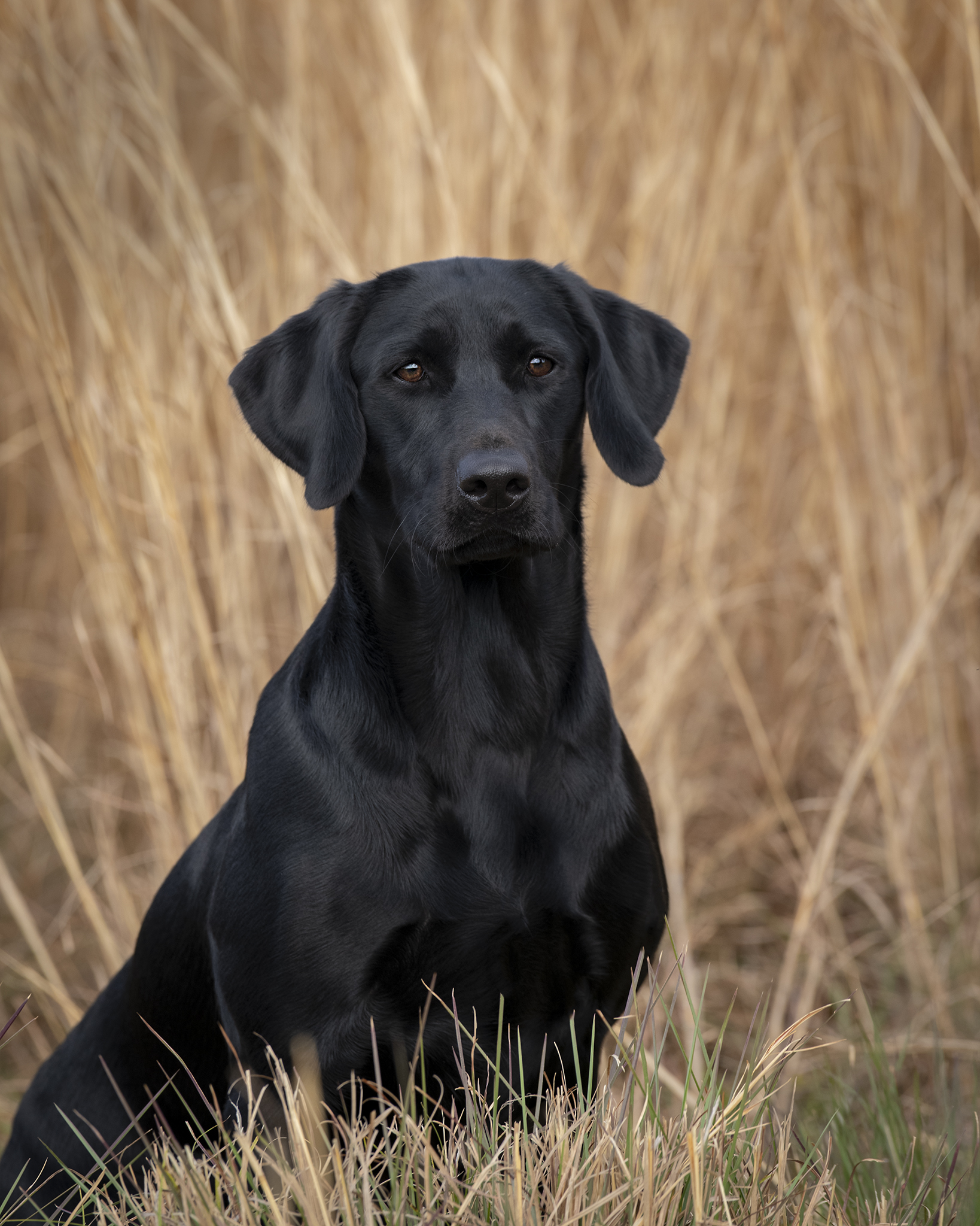 HRCH Laurel Oaks Life Of Luxury MH | Black Labrador Retriver