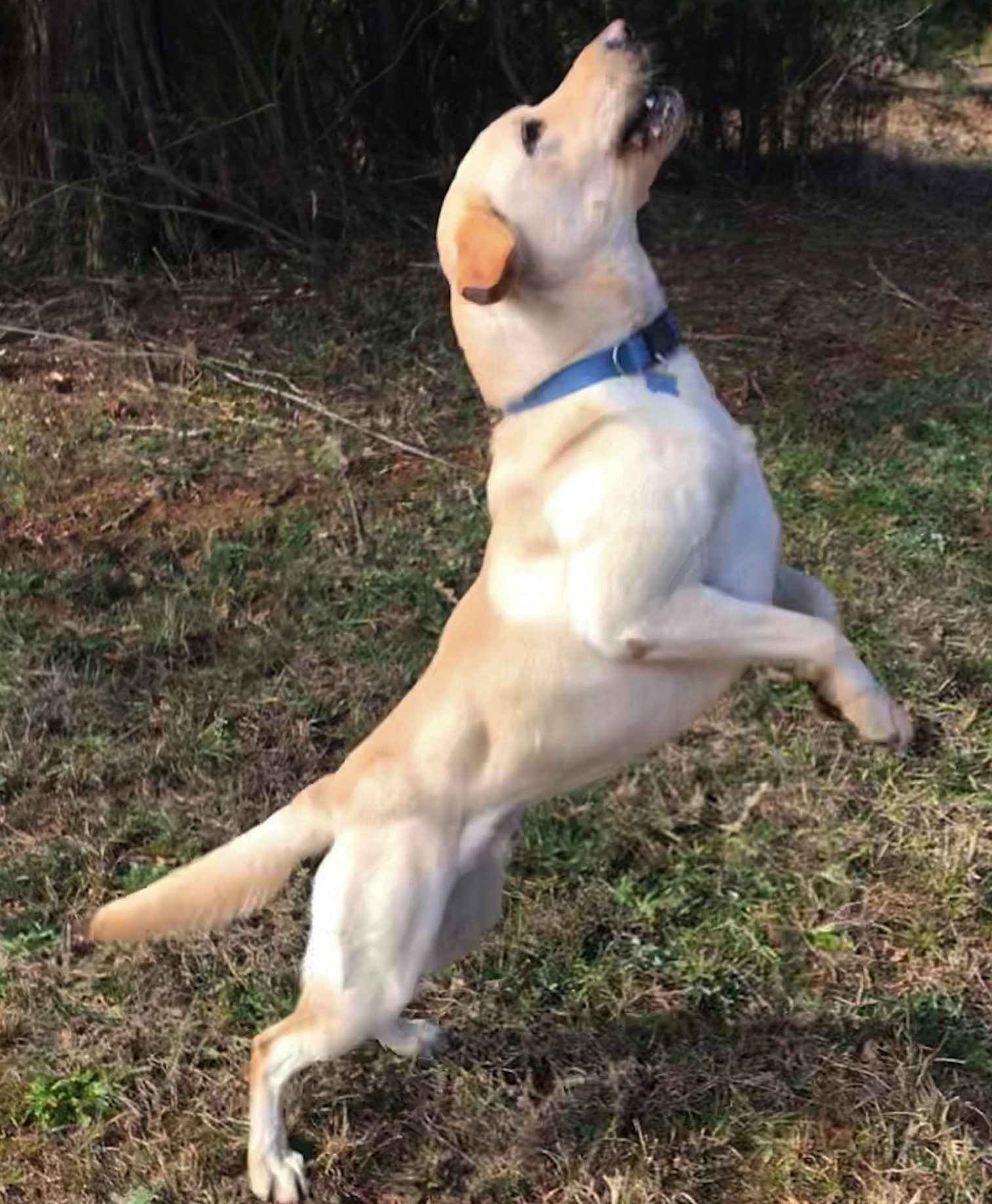 Southern Field's Garrett's Shine | Yellow Labrador Retriver