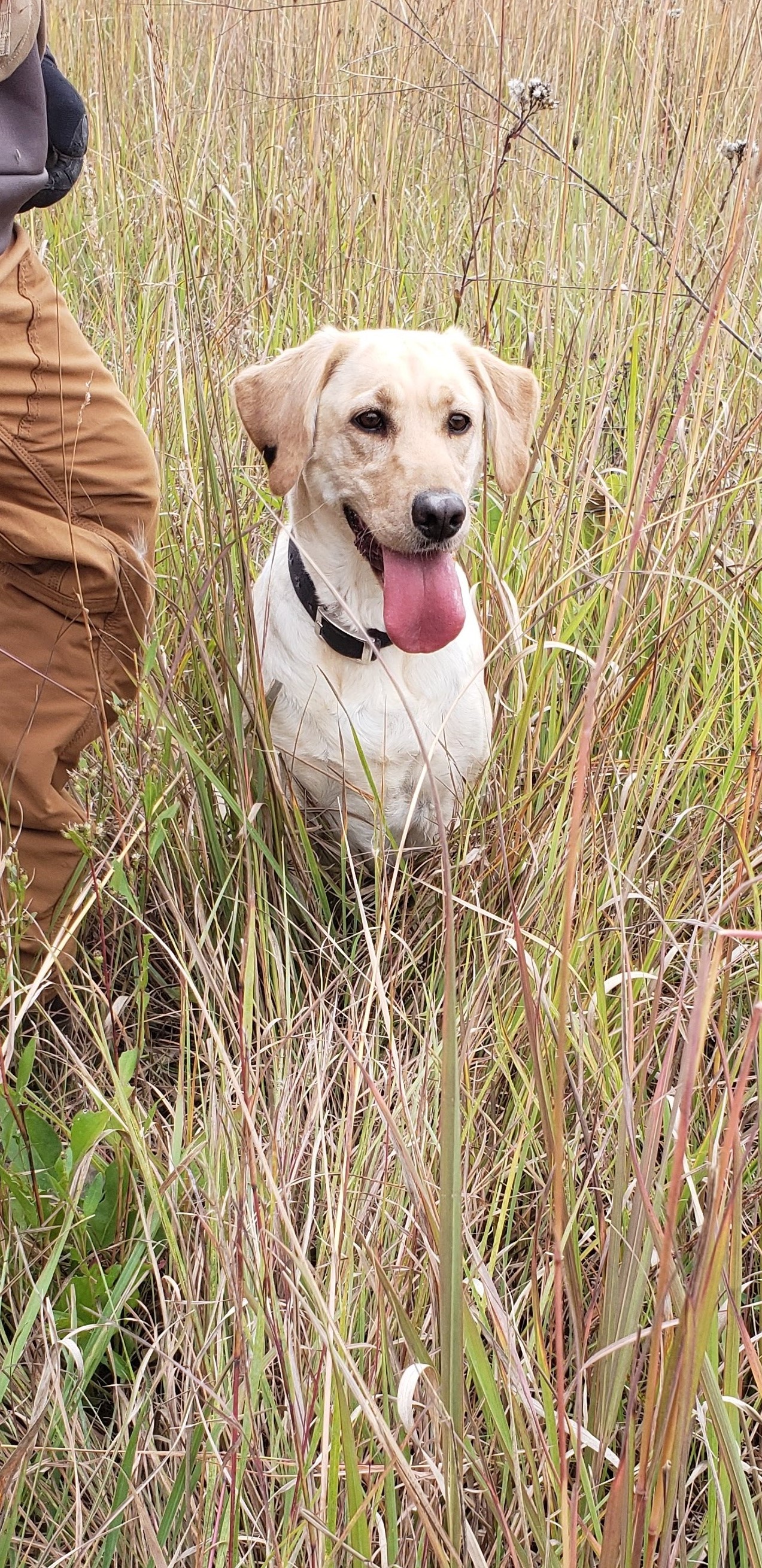 Bass Creek Brooks Dippin Dot | Yellow Labrador Retriver