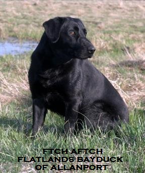 FTCH AFTCH Flatlands Bayduck Of Allanport | Black Labrador Retriver