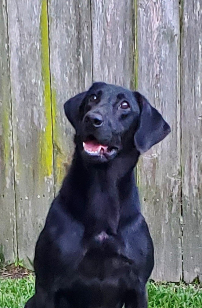 High Cotton's Dream A Little Dream | Black Labrador Retriver