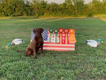 SHR WyngMaster Captain Dakota Roux, JH | Chocolate Labrador Retriver