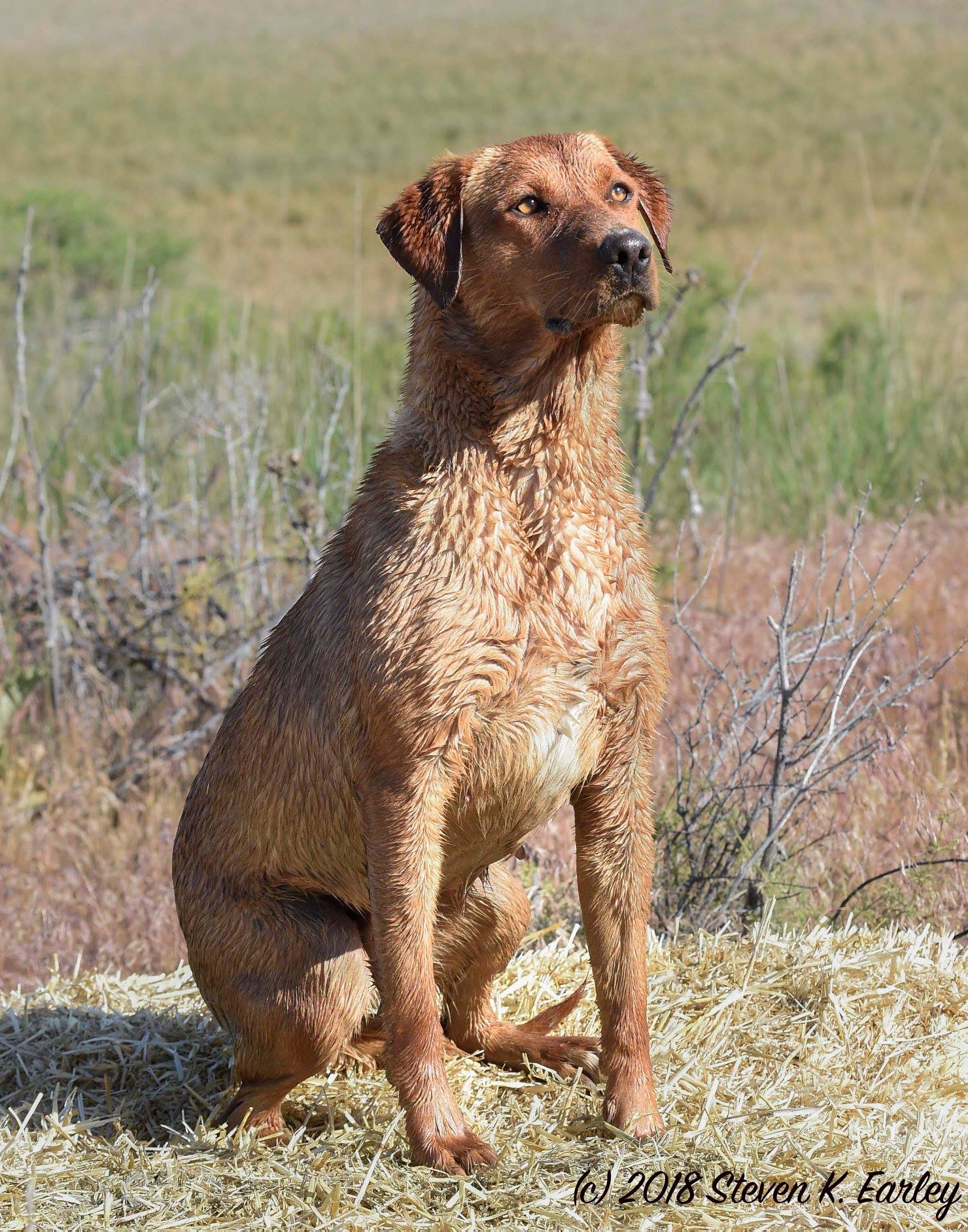 Ruby Slipper’s Kesko Olsen SH | Yellow Labrador Retriver